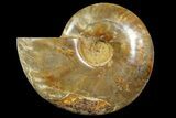 Polished Ammonite Fossil - Madagascar #166682-1